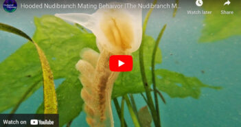 Hooded Nudibranch Mating Behavior Nudibranch