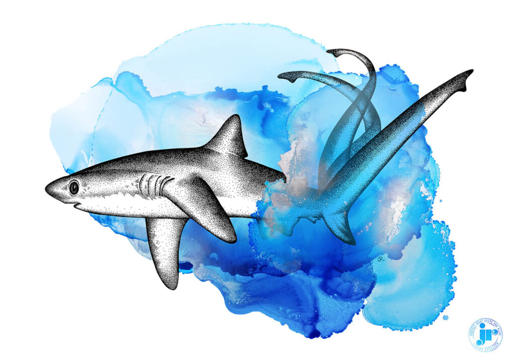 Oceanic 31 Exhibition - The Shark Trust
