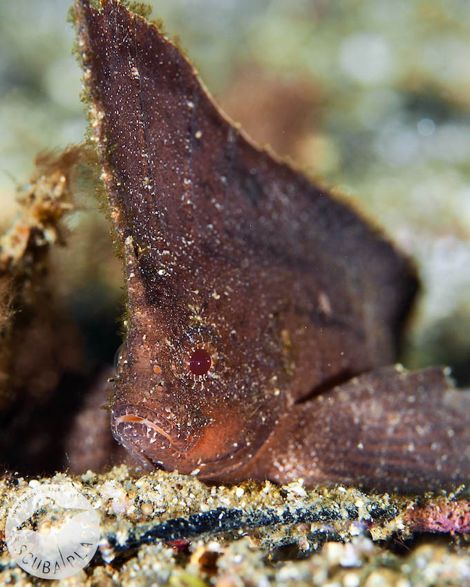 Part 1 - Lembeh Trip Report - The Scuba Place