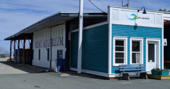 Introducing Petty Harbour Mini Aquarium Petty Harbour Aquarium