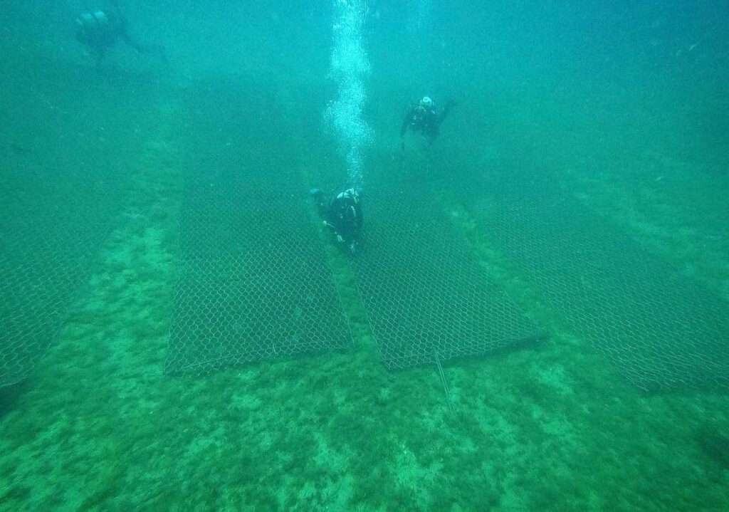 Posidonia Oceanica