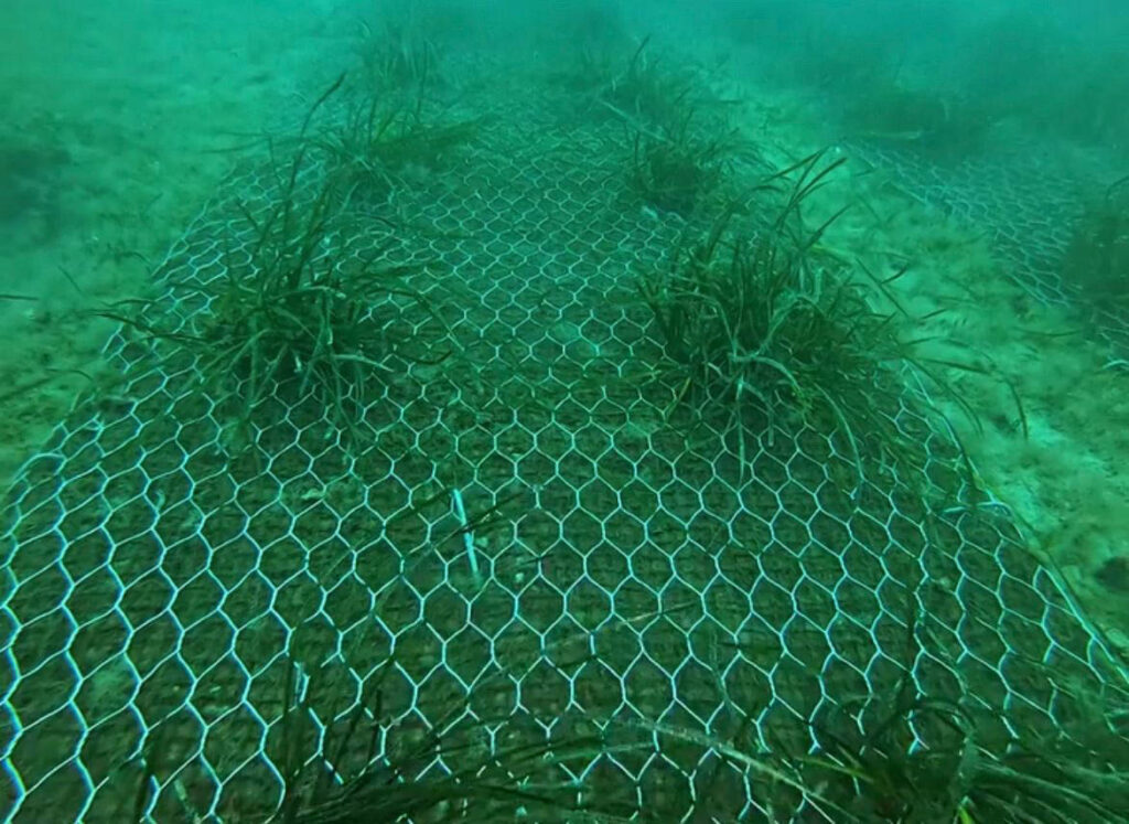 Posidonia Oceanica