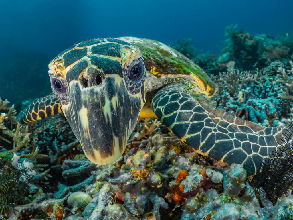 Puerto Galera Photo Workshop - The Scuba Place