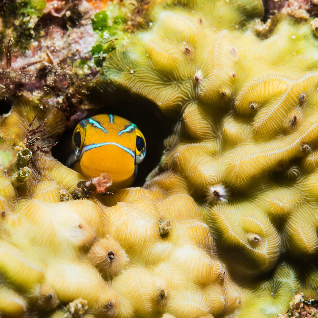 Puerto Galera Photo Workshop - The Scuba Place