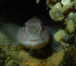 Round Gobies