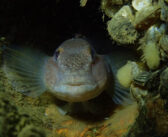 About the Round Gobies