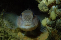 Round Gobies