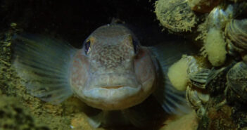 Round Gobies