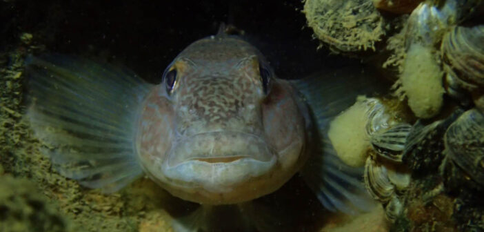 Round Gobies