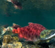 Salmon