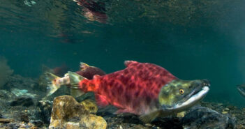 Garrett Clement of Uncharted Odyssey Presents: River Surfing the Salmon Salmon