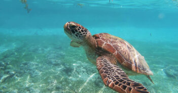 Discover Unbeatable Scuba Diving Liveaboard Deals of the Week!