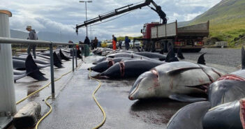 Stop the Hunt of Dolphins and Small Whales Stop Whale and Dolphin Hunting