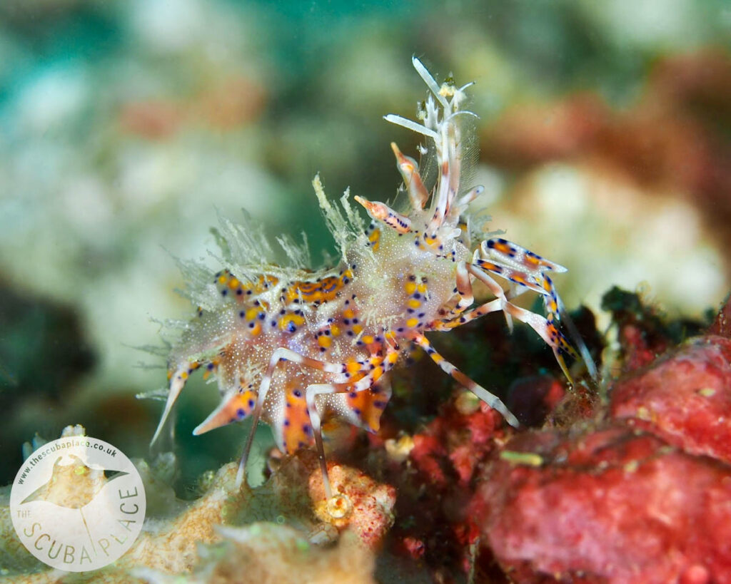 Triton Bay Indonesia, The Scuba Place