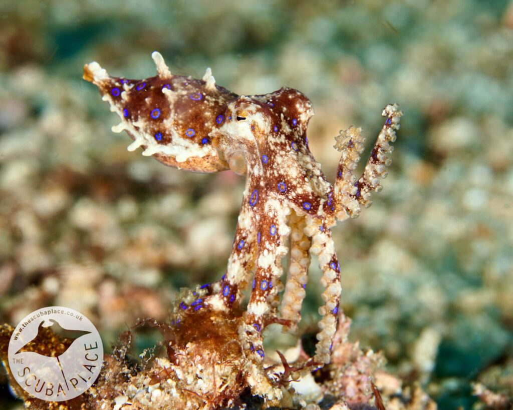 Triton Bay Indonesia, The Scuba Place