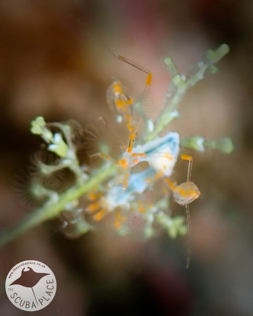 Triton Bay Indonesia, The Scuba Place