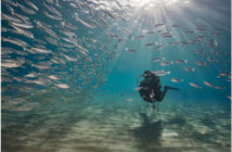 Dive Curacao