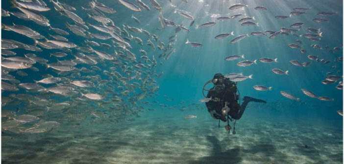 Dive Curacao