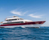 Emperor Elite, Red Sea, Egypt: 9th November 2023, South and St Johns (Marsa Ghalib) – 30% OFF