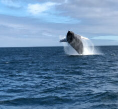 Discover the Enchanted Waters of an Untouched World in Galapagos
