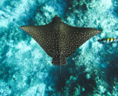 Special Liveaboard Deals this Week: Explore the World’s Best Dive Destinations