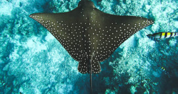 Special Liveaboard Deals this Week: Explore the World’s Best Dive Destinations