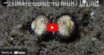 Night Diving in the Philippines Night Diving Philippines
