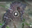 Nova Scotia Sea Horses
