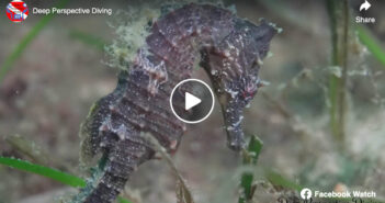 Nova Scotia Sea Horses