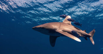 Exploring Egypt’s Underwater Treasures: The Brother Islands, Daedalus Reef, and Elphinstone Reef Daedalus Reef