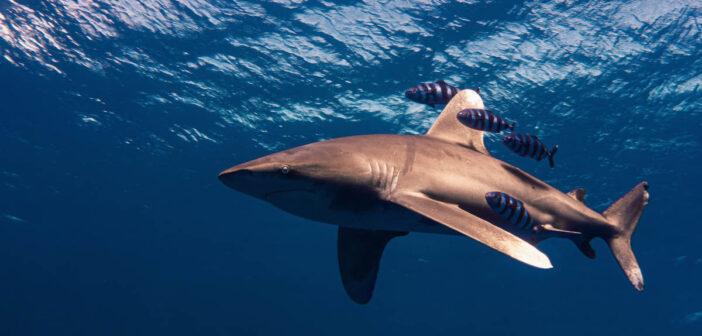 Journey into Egypt’s Underwater Marvels: Unmissable Liveaboard Offers Await!