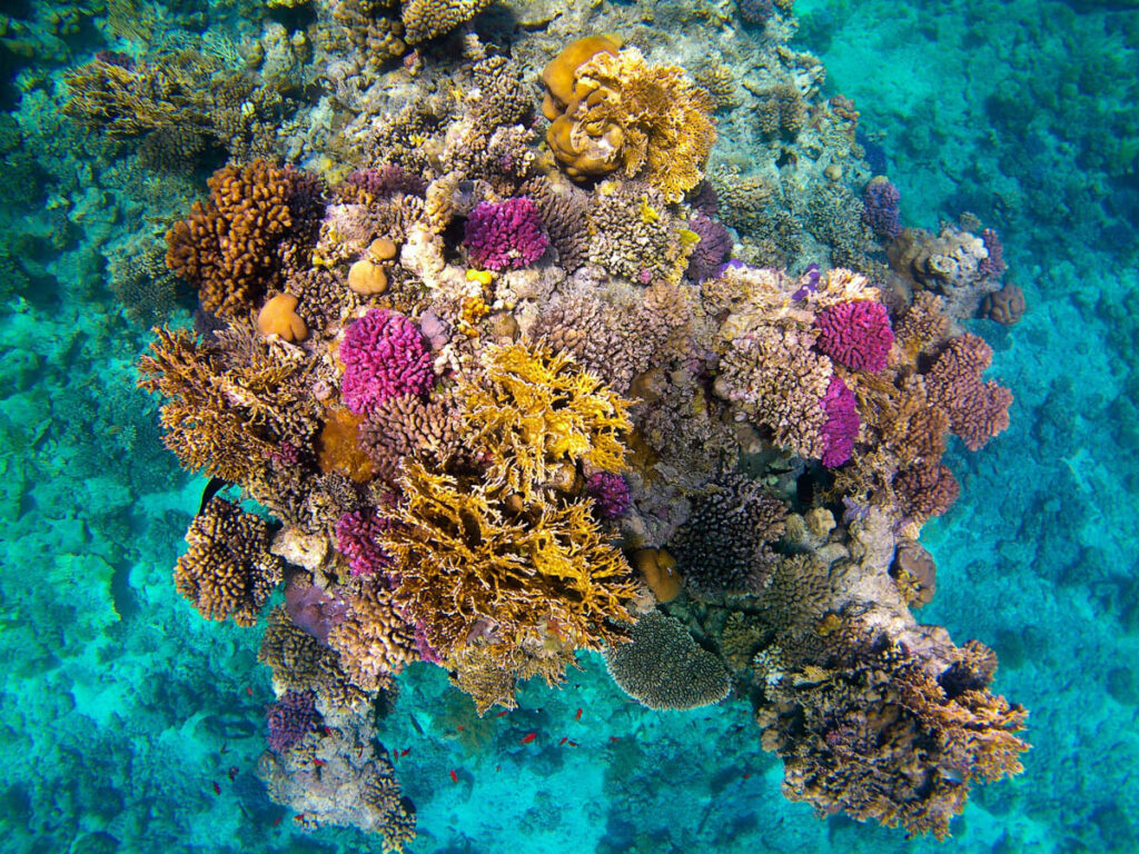 Sataya Reef, Red Sea, Egypt