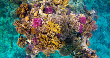 Sataya Reef, Red Sea, Egypt