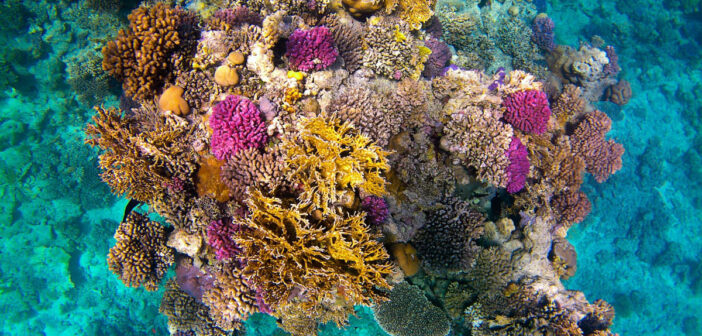 Sataya Reef, Red Sea, Egypt