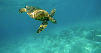 Love shore diving? These are the 10 best places to explore