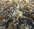 Seaweed