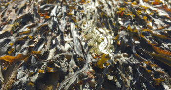 The Great ‘Seaweed Blob’ of 2023 Can Carry Flesh-Eating Bacteria, Scientists Warn Seaweed