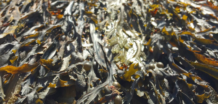 The Great ‘Seaweed Blob’ of 2023 Can Carry Flesh-Eating Bacteria, Scientists Warn