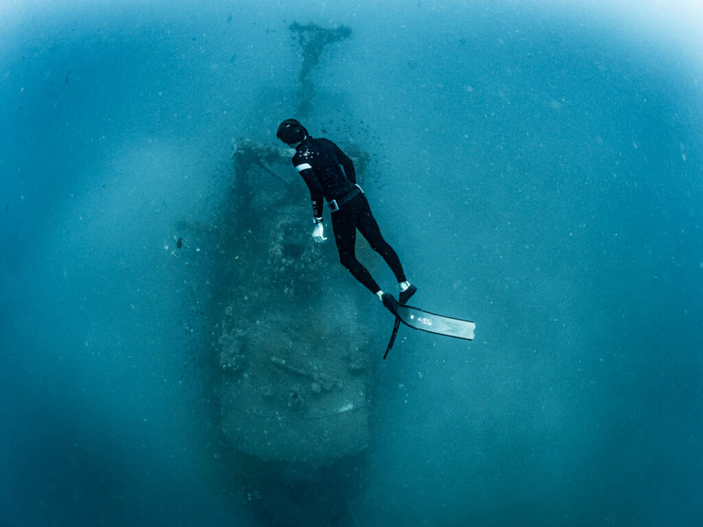 Whale Shark Trips