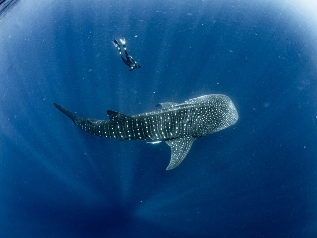 Whale Shark Trips