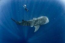 Whale Shark Trips