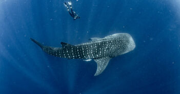 Join Madagascar Whale Shark Project in the field Whale Shark Trips