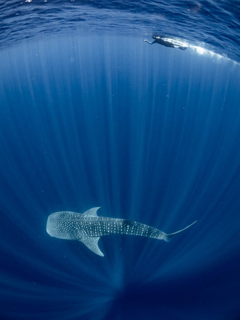 Whale Shark Trips