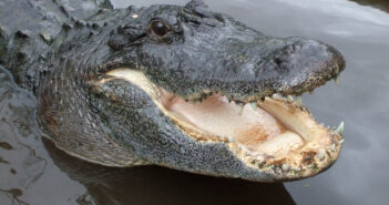 Florida Swimming Area Closed Following Two Incidents Involving Alligator Bites and Scuba Divers Alligator