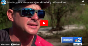 Diver Finds Intact Mammoth Jaw in Peace River, Florida Mammoth Jaw Florida