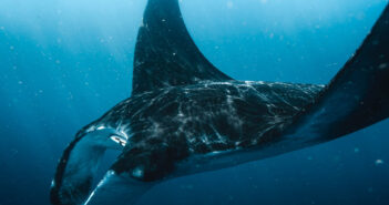 Make a Splash: The Manta Trust Seeks Ocean Ambassadors Manta Ray