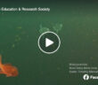Mola Mola