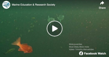 Dive Expedition Uncovers Rare Juvenile Mola Mola Sightings in Browning Pass: Video Captures Thrilling Encounter Mola Mola