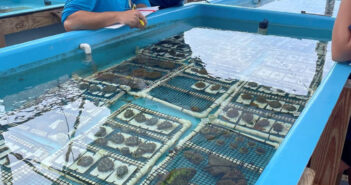 NOAA and FWC protocols guide return of temperature-threatened corals to their Mission: Iconic Reefs in-water nurseries NOAA