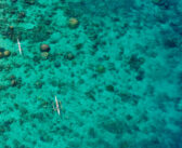Reef-World Foundation Launches First Ever End-of-Year Campaign: Save Our Reefs!